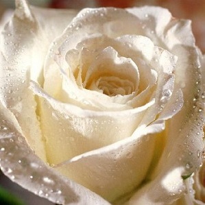 White rose with dew on it representing visitations dreams