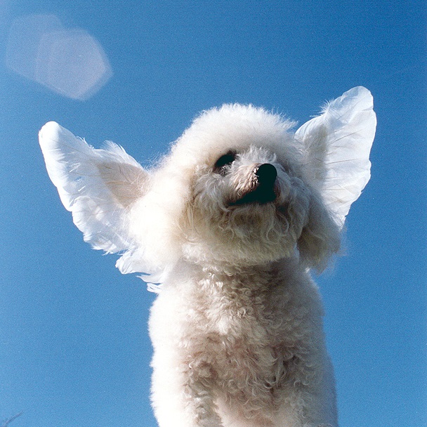 White dog with white wings